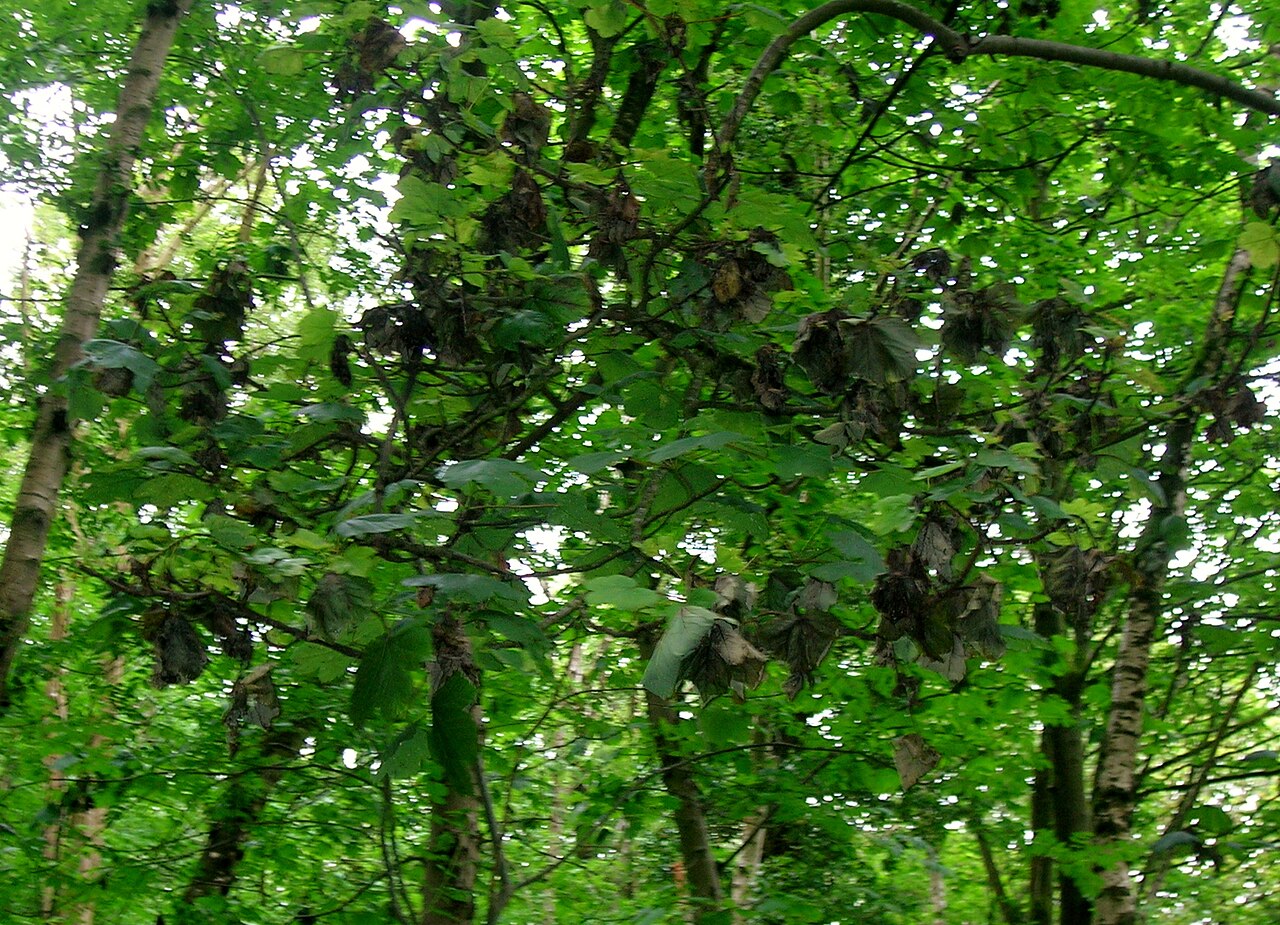 βακτηριακή κηλίδωση — Pseudomonas syringae pv. syringae