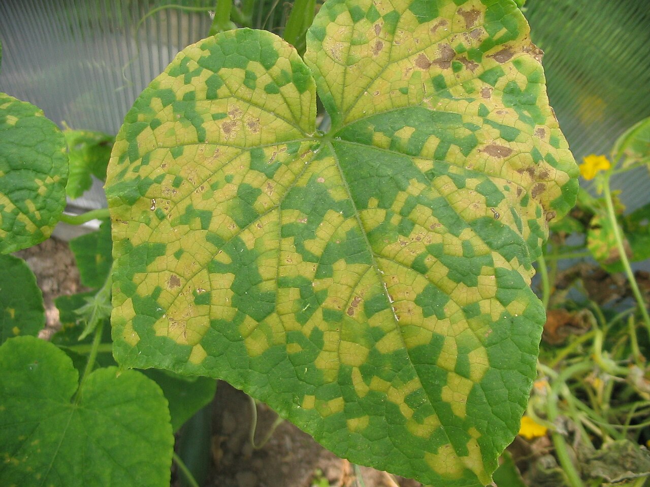 Falscher Mehltau an Kürbisgewächsen — Pseudoperonospora cubensis