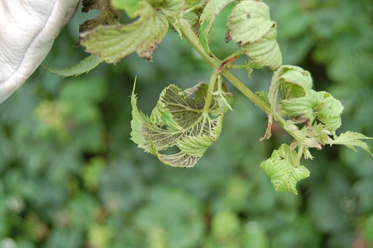 peronospora del luppolo — Pseudoperonospora humuli