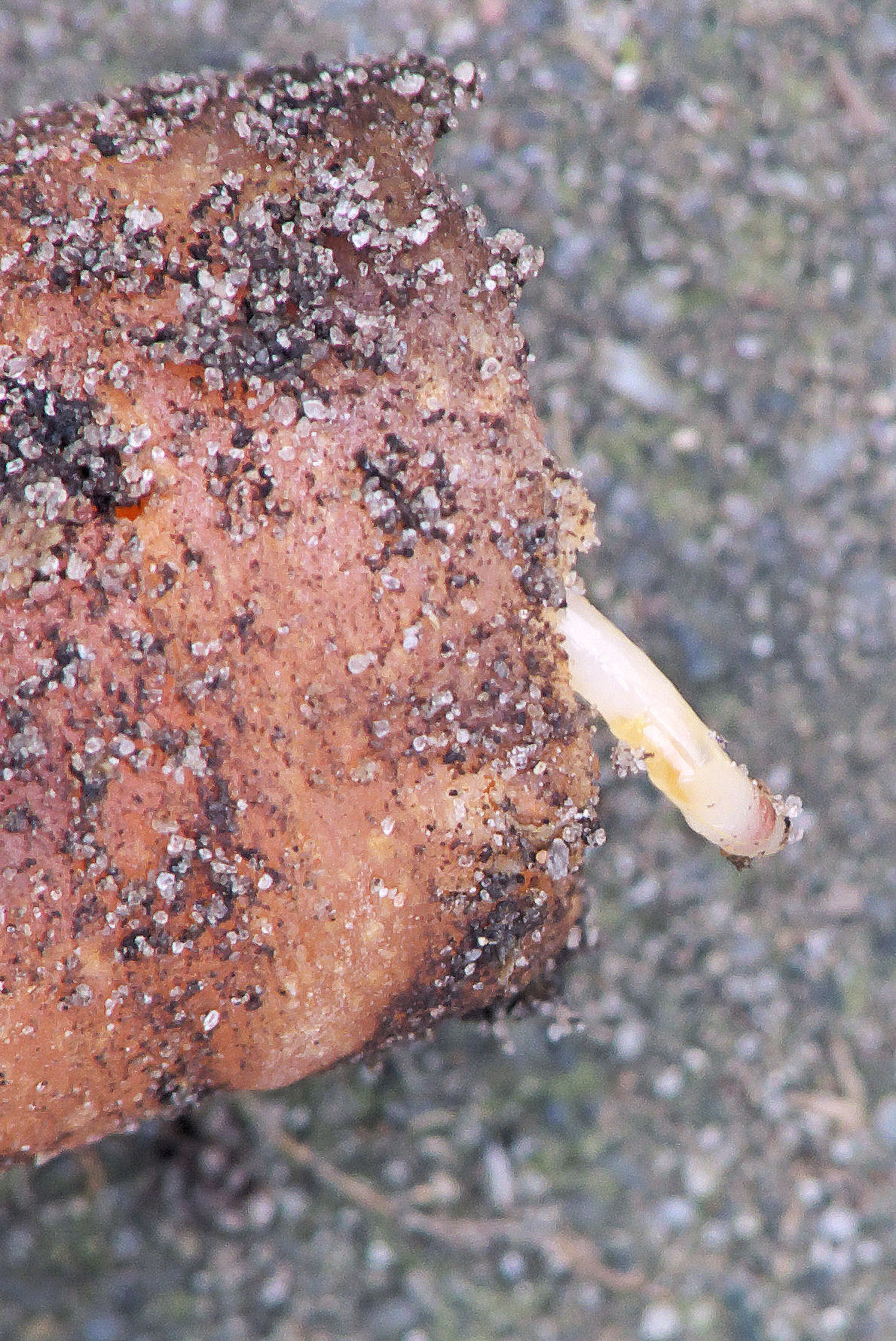 mosca della carota — Psila rosae