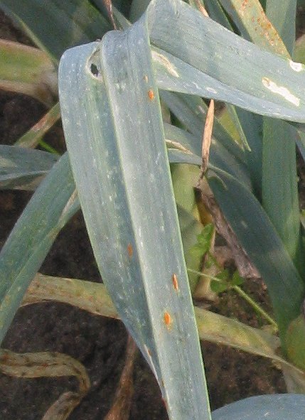 ruggine dell'aglio — Puccinia allii