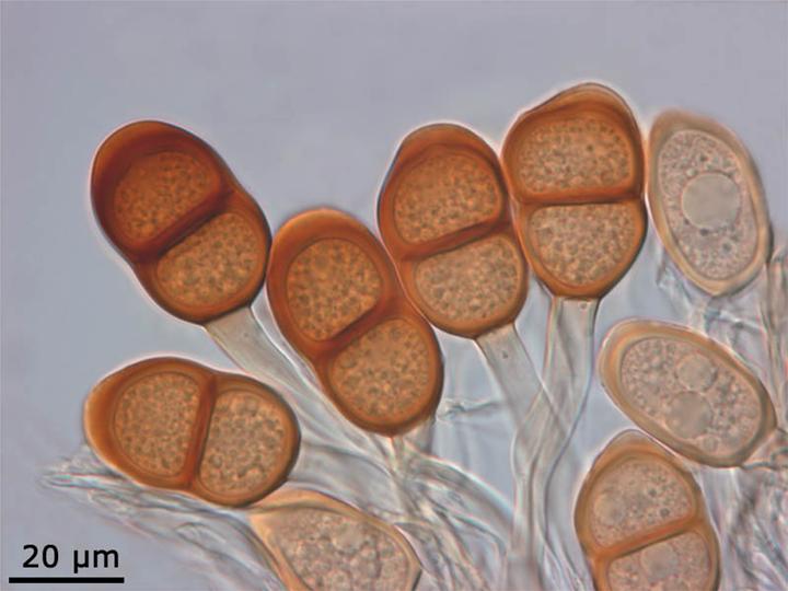 ruggine dell'asparago — Puccinia asparagi