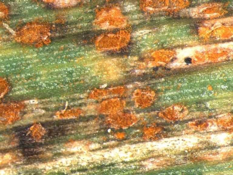 Zwergrost — Puccinia hordei