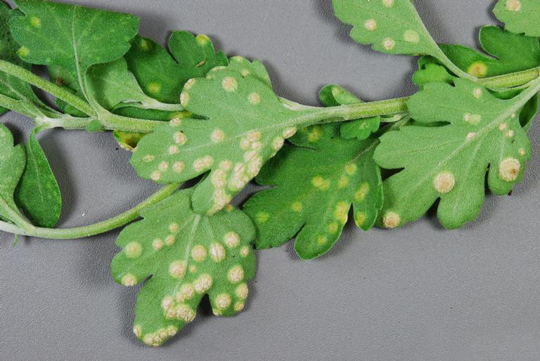 ruggine bianca del crisantemo — Puccinia horiana