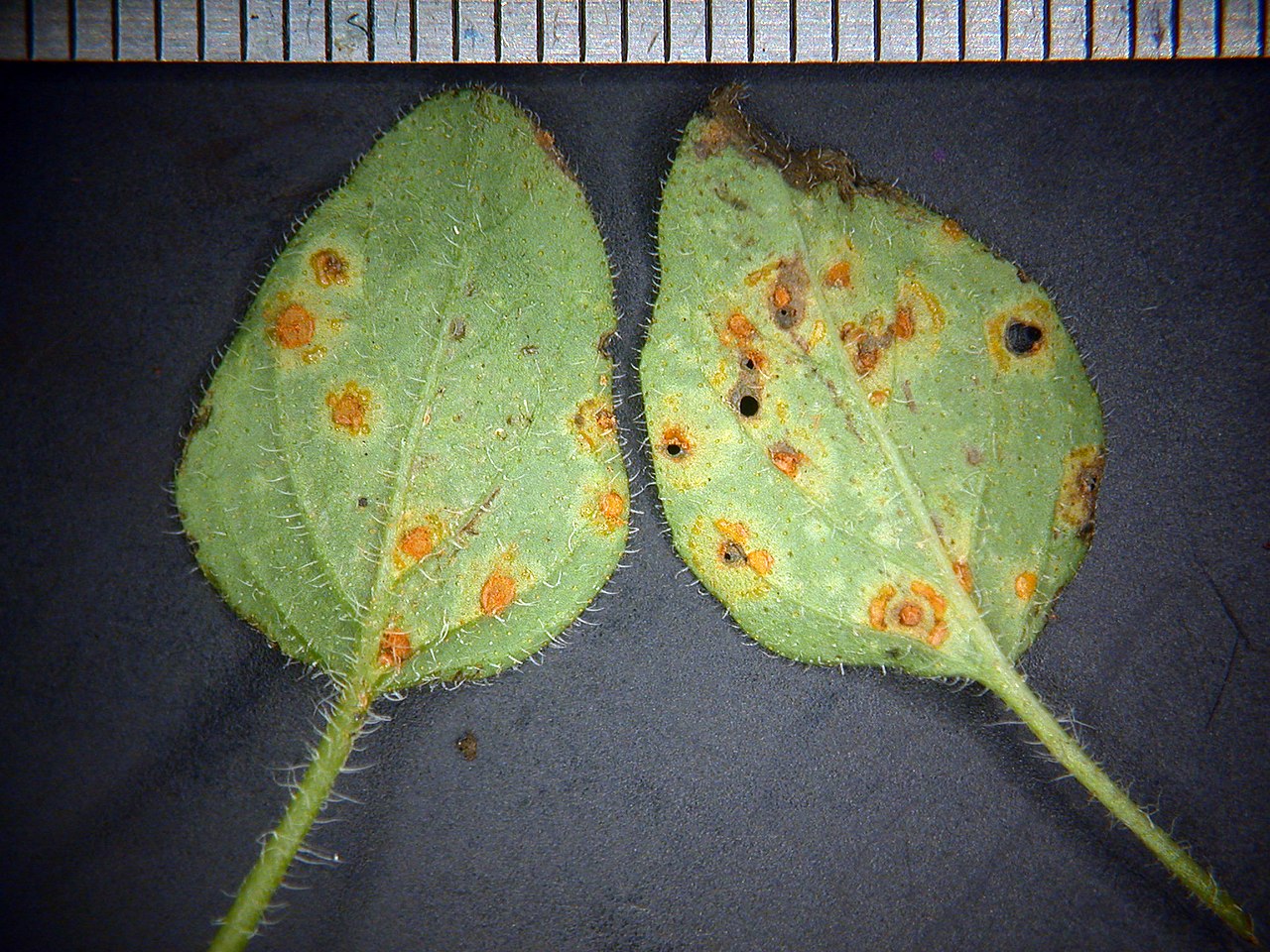 Minzrost — Puccinia menthae