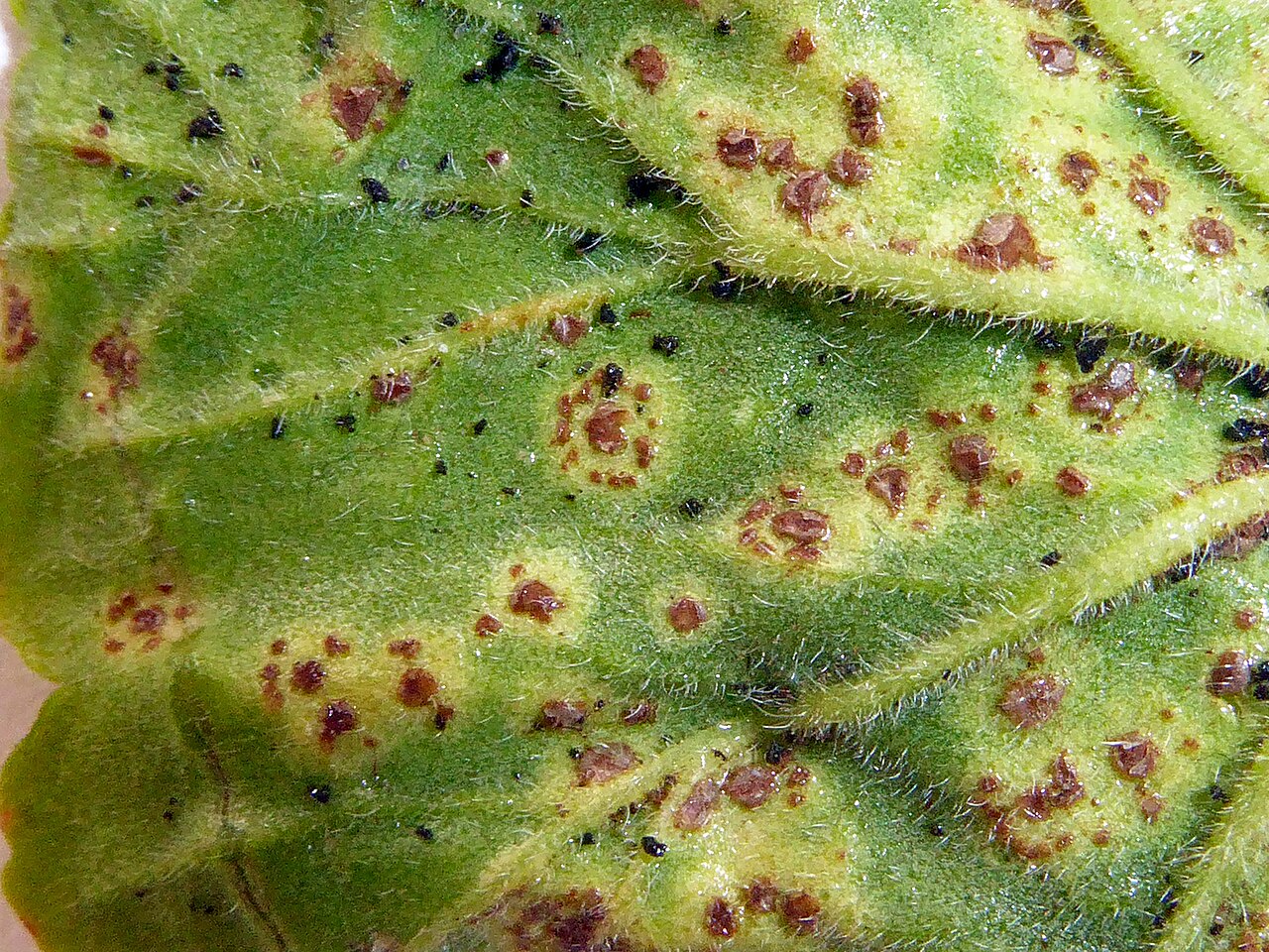 Geranienrost — Puccinia pelargonii-zonalis