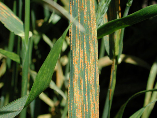 rouille jaune — Puccinia striiformis