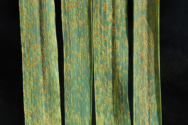 Braunrost — Puccinia triticina
