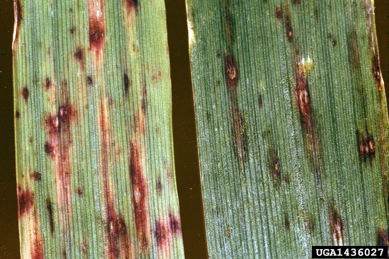 Helminthosporium-Blattfleckenkrankheit des Hafers — Pyrenophora avenae