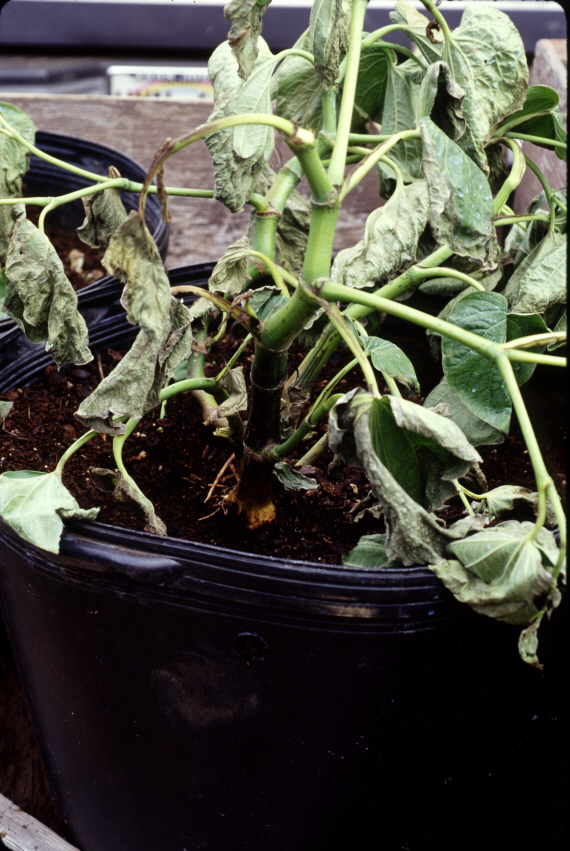 Pythium-Wurzelfäule — Pythium splendens