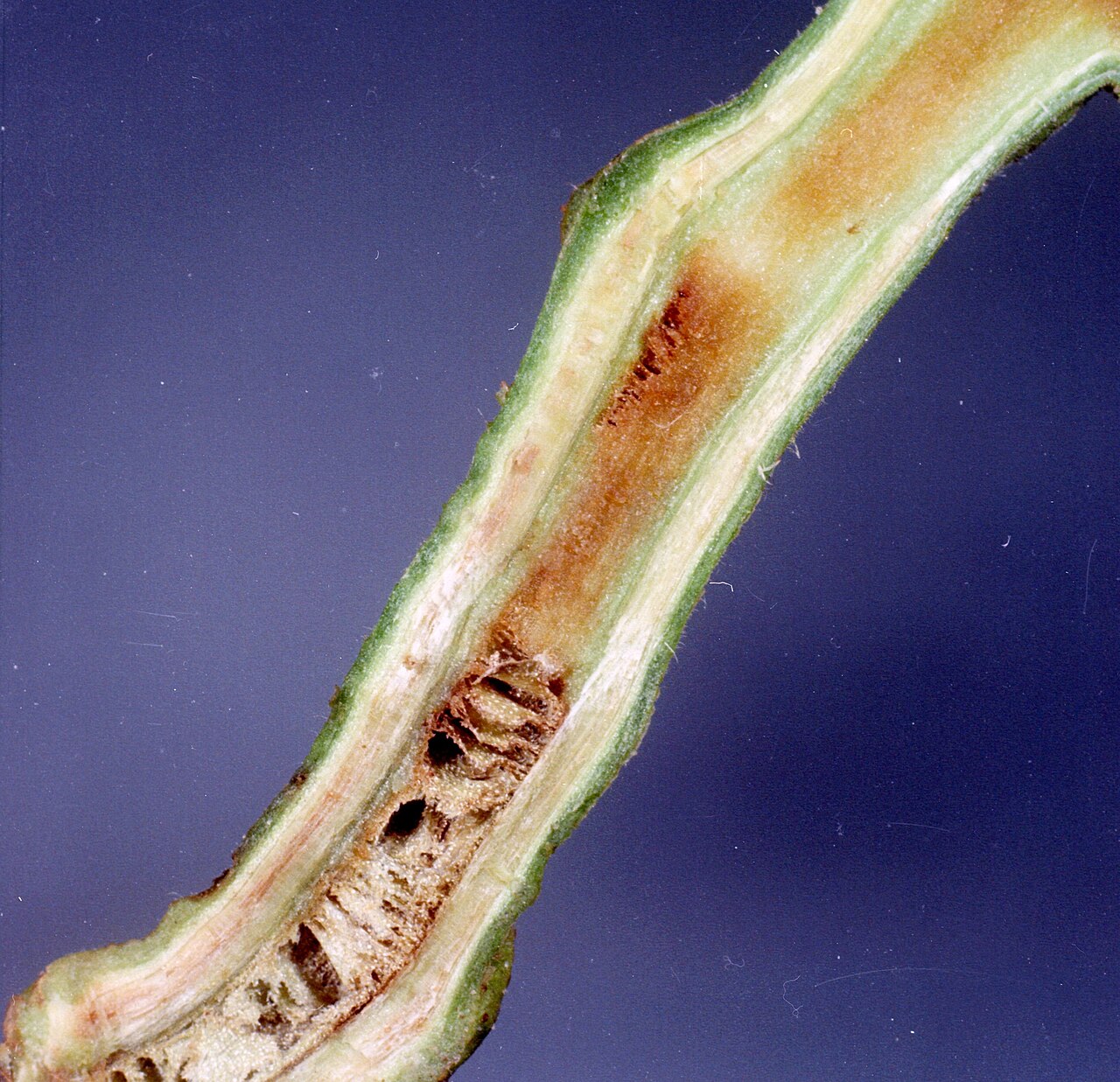 Schleimkrankheit (Ralstonia) — Ralstonia solanacearum