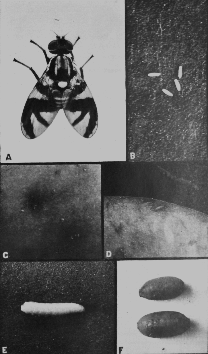 mosca della mela — Rhagoletis pomonella