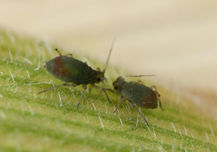 αφίδα της βρώμης — Rhopalosiphum padi