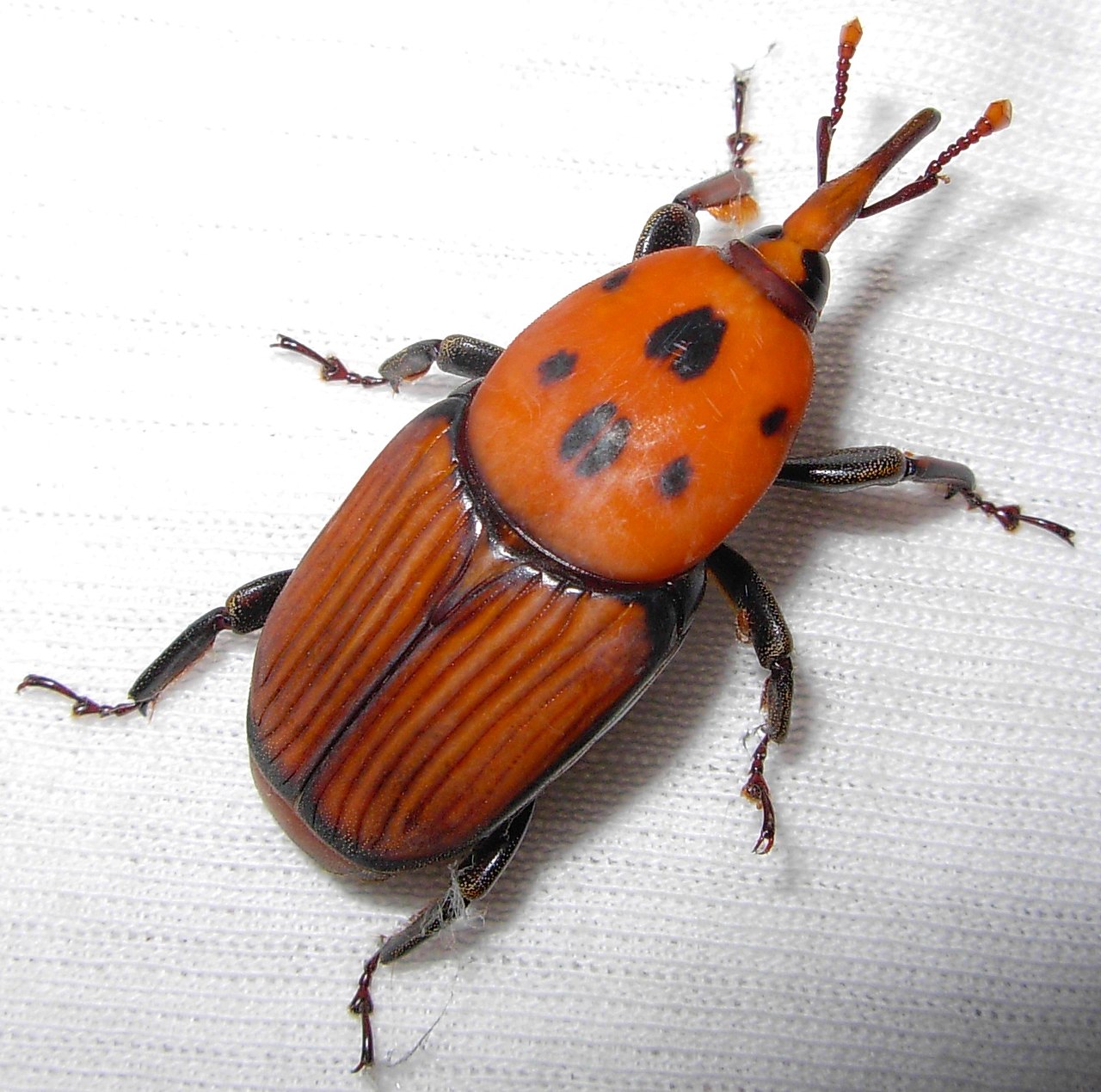 punteruolo rosso delle palme — Rhynchophorus ferrugineus