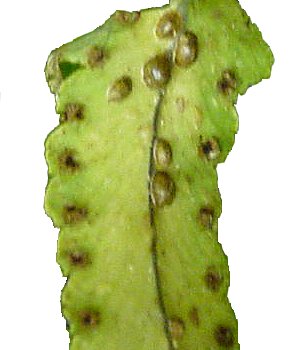 saissetia del caffè — Saissetia coffeae