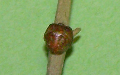 Olivenschildlaus — Saissetia oleae