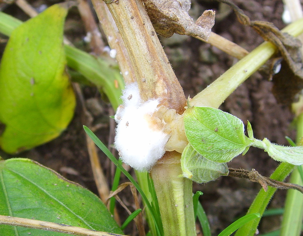 σκληρωτινίαση — Sclerotinia sclerotiorum