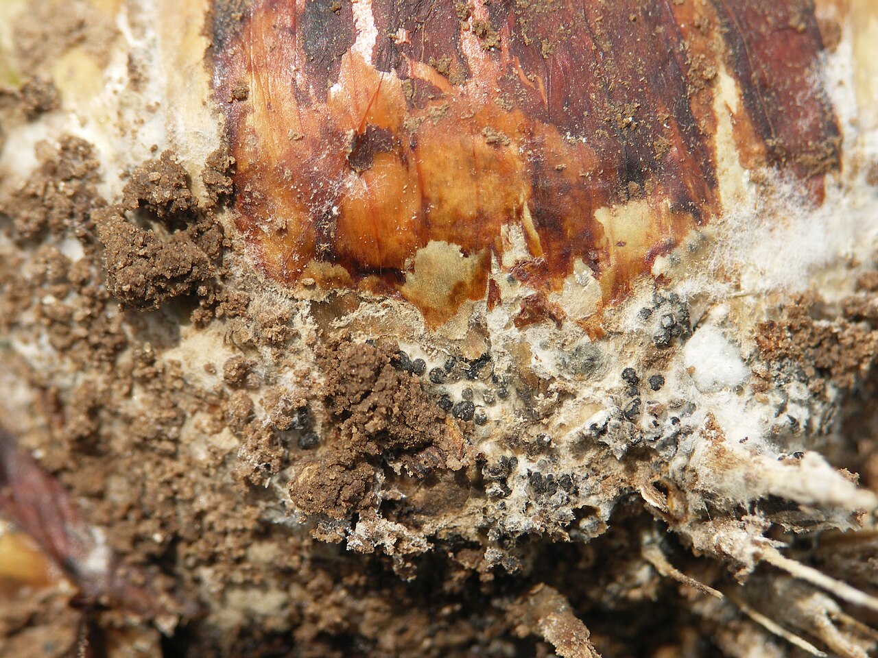 Weißfäule der Zwiebel — Sclerotium cepivorum