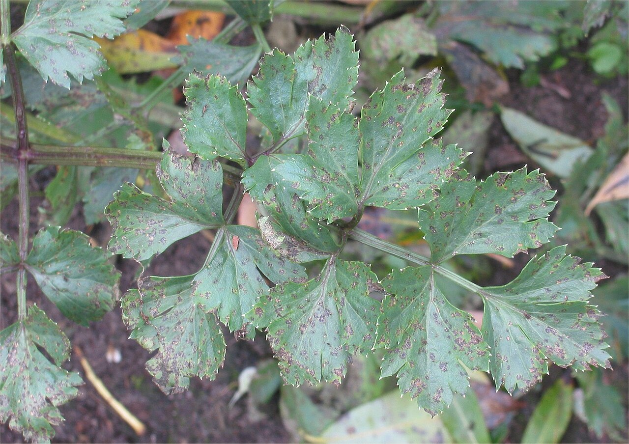 septoriosi del sedano — Septoria apiicola