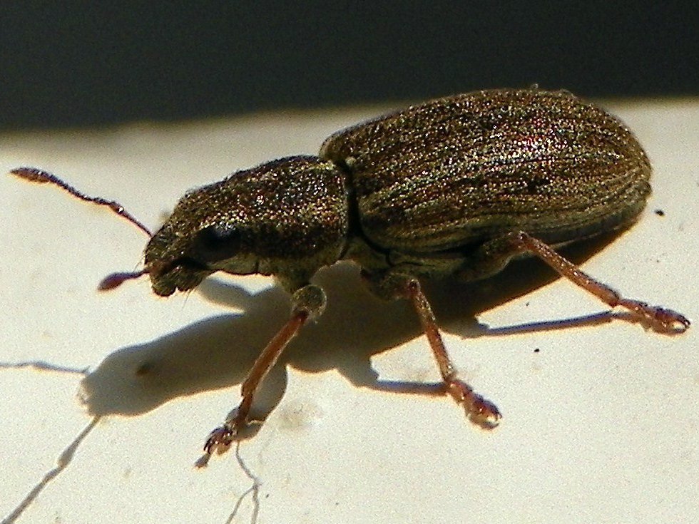 σκαθάρι σιτόνας — Sitona lineatus