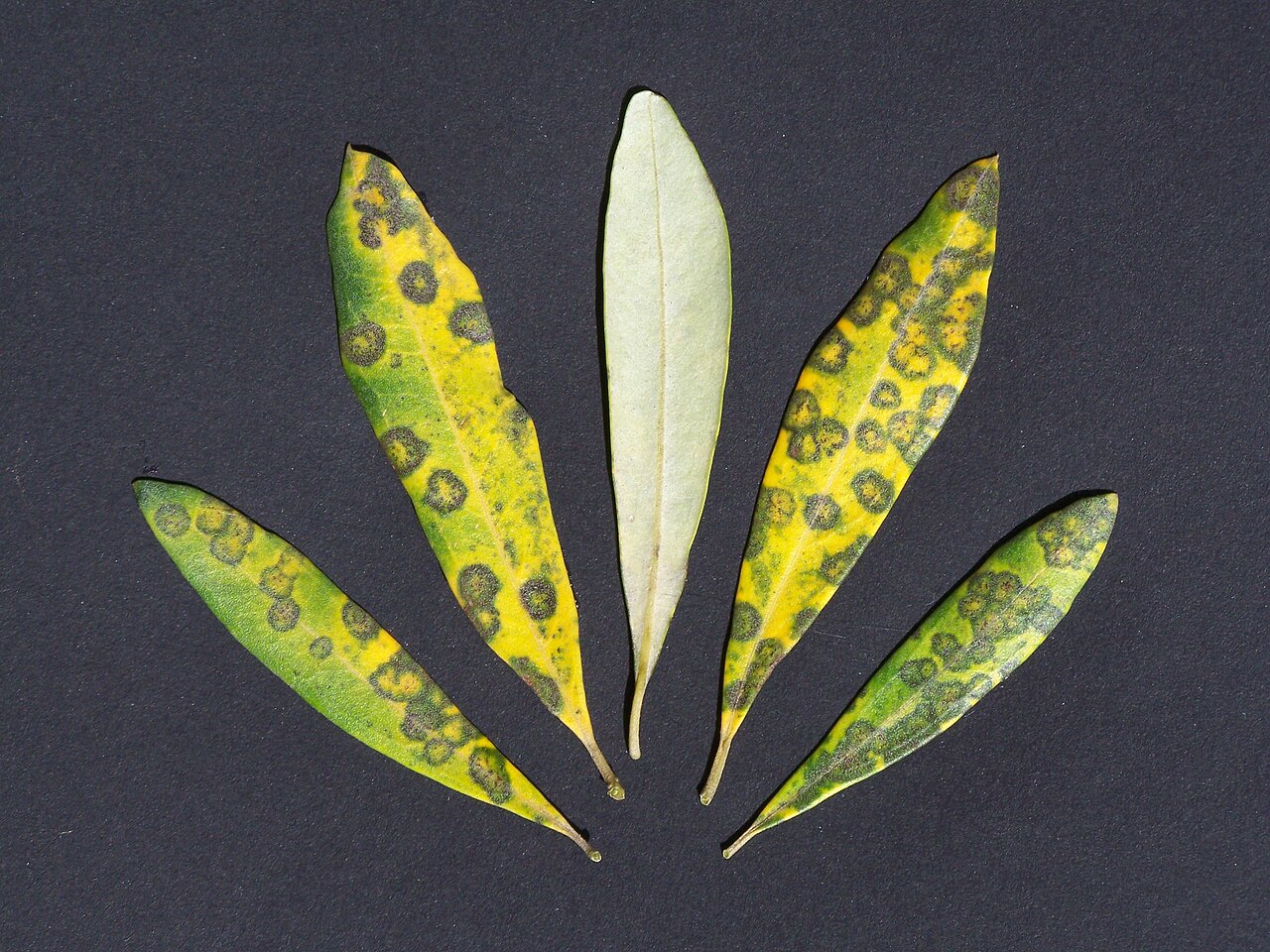 peacock spot — Spilocaea oleagina