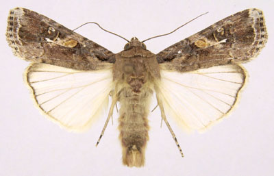 verme militare (Spodoptera frugiperda) — Spodoptera frugiperda