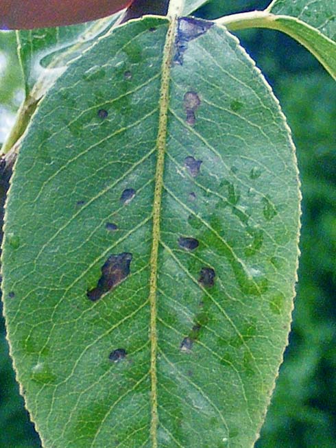 Stemphylium-Blattbräune der Birne — Stemphylium vesicarium