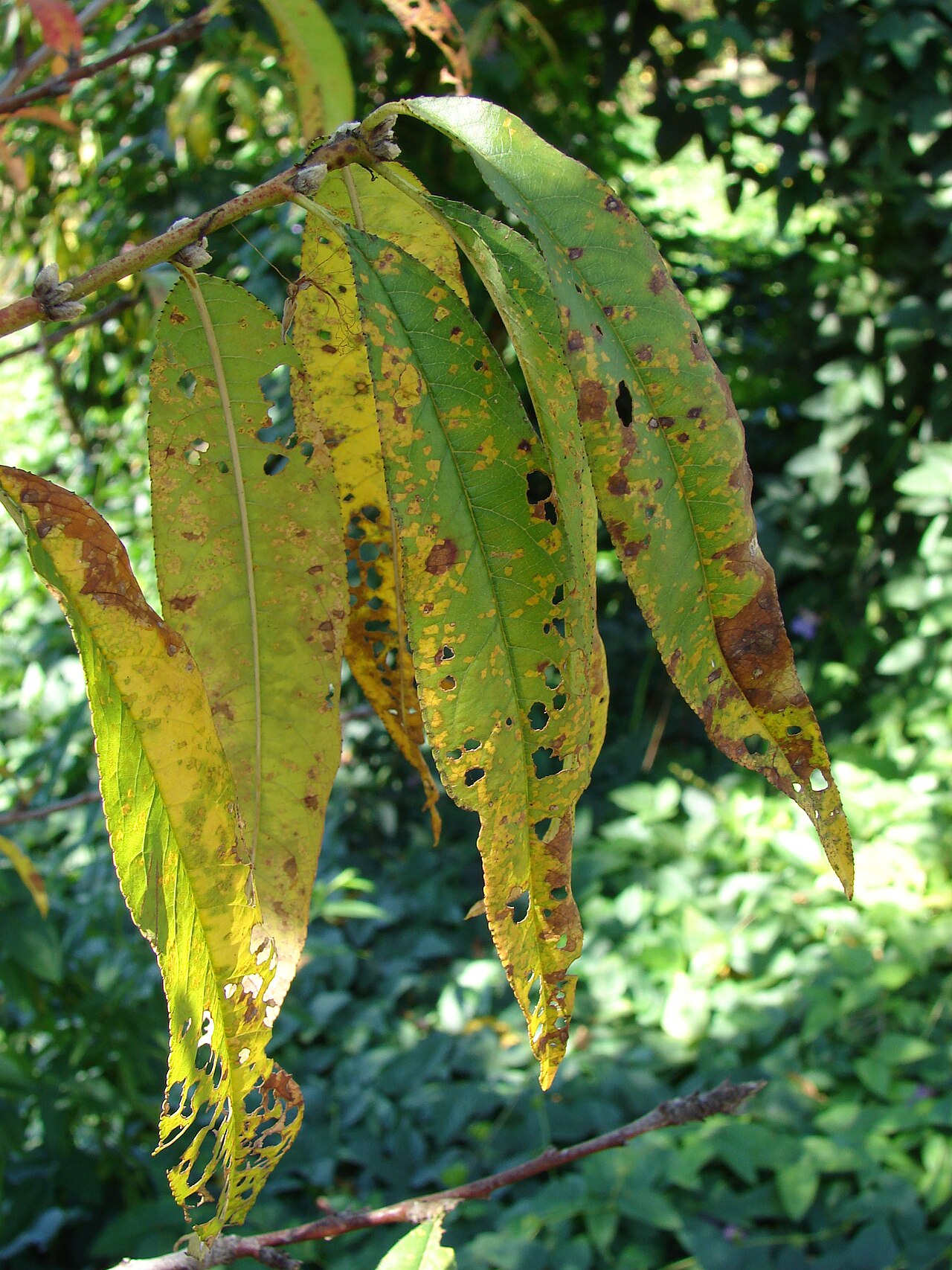 corineo delle drupacee — Stigmina carpophila