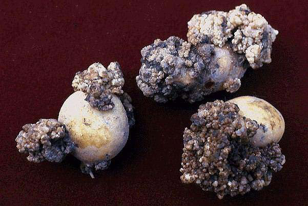 Kartoffelkrebs — Synchytrium endobioticum