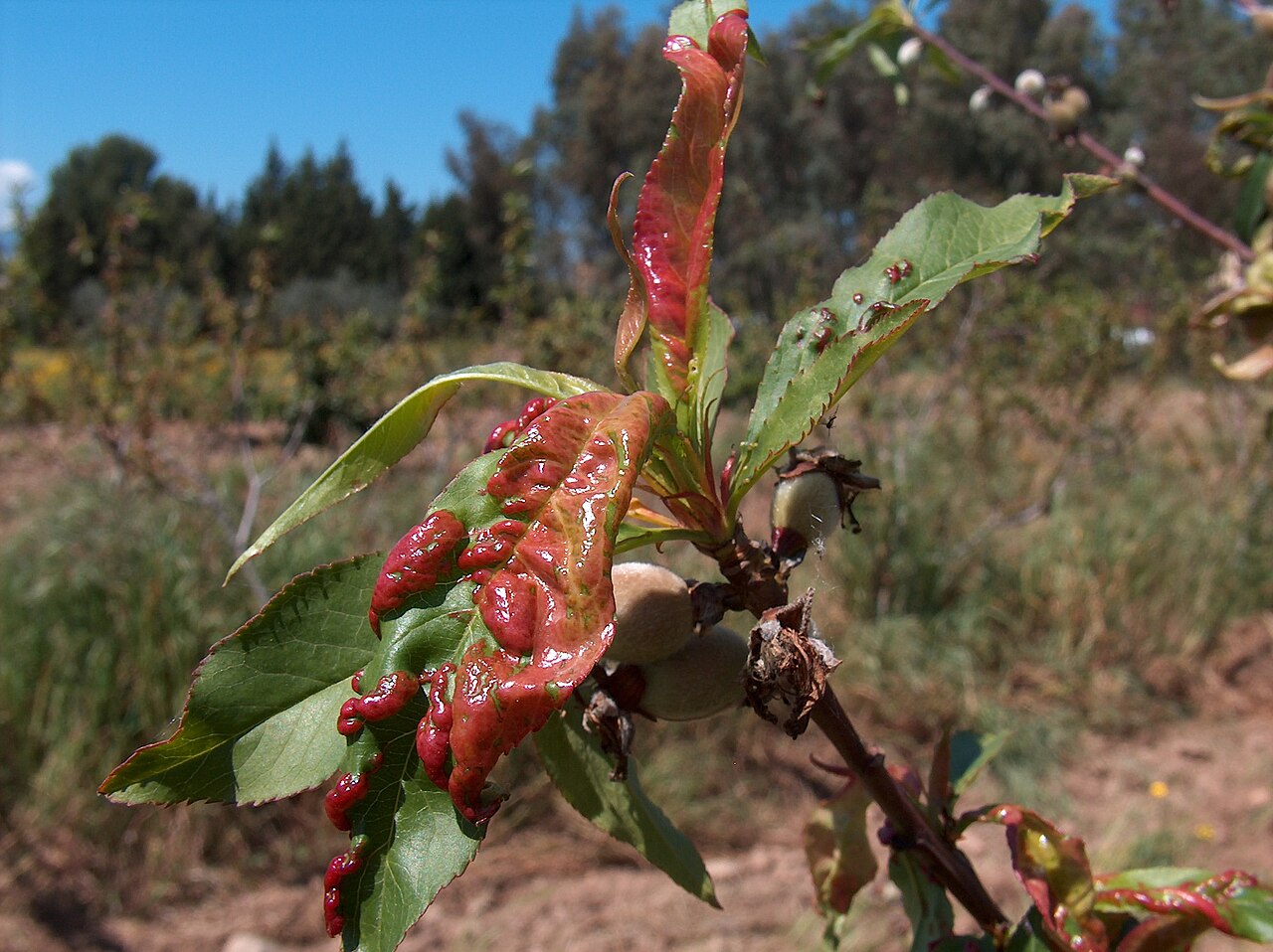 Kräuselkrankheit des Pfirsichs — Taphrina deformans