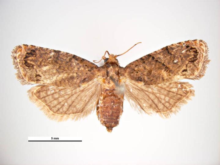 Falscher Apfelwickler — Thaumatotibia leucotreta