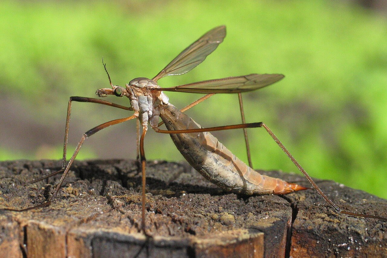 Wiesenschnaken-Larven (Tipula / „Erdschnaken") — Tipula paludosa
