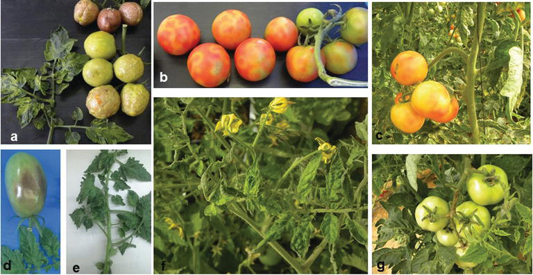 virus du fruit rugueux brun de la tomate — Tomato brown rugose fruit virus