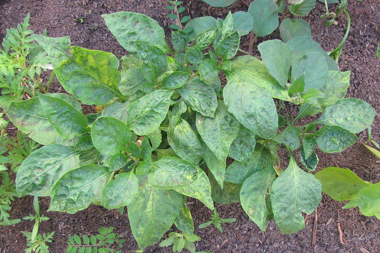 ιός κηλιδωτής μαρασμού της τομάτας — Tomato spotted wilt virus