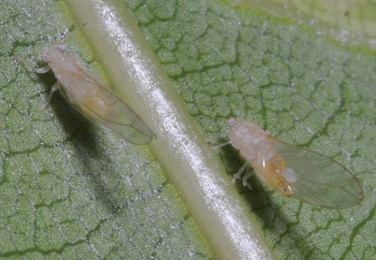 Lorbeer-Blattfloh — Trioza alacris