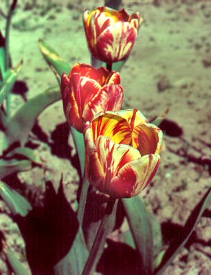 ιός θραύσης χρώματος της τουλίπας — Tulip breaking virus