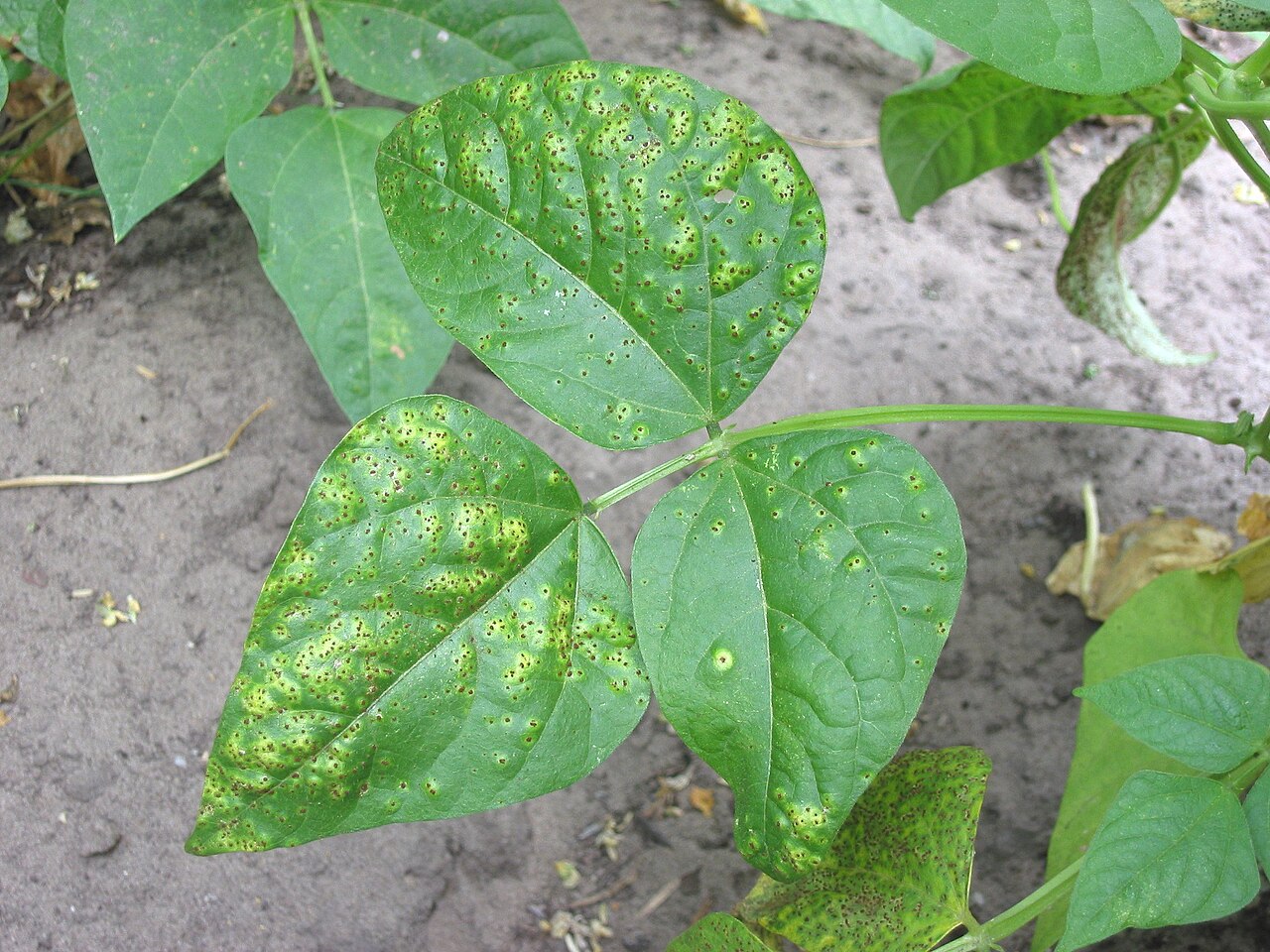 Bohnenrost — Uromyces appendiculatus