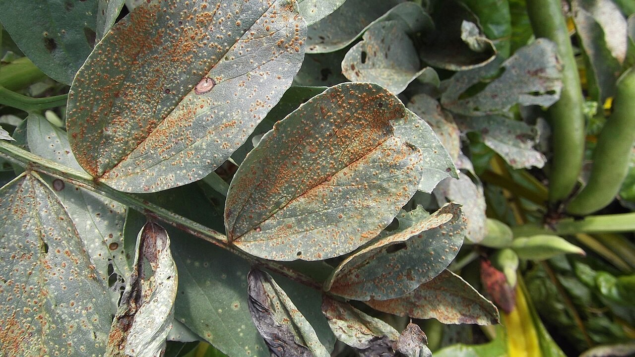 rouille de la fève — Uromyces viciae-fabae