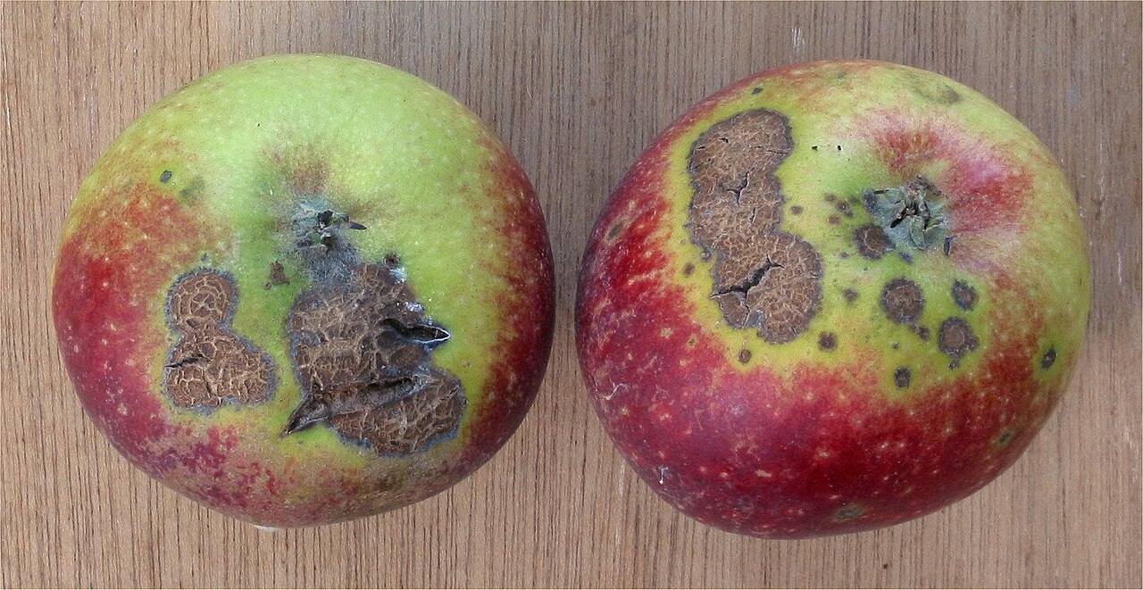 ticchiolatura del melo — Venturia inaequalis