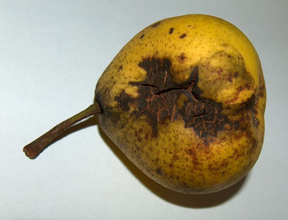 Birnenschorf — Venturia pirina