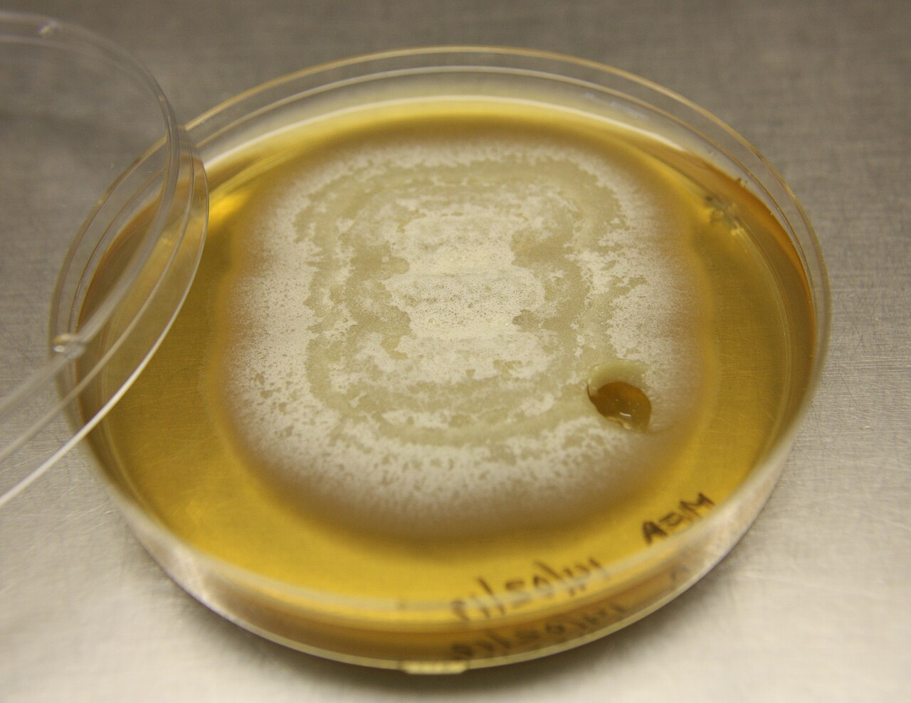 Verticillium wilt of alfalfa — Verticillium albo-atrum