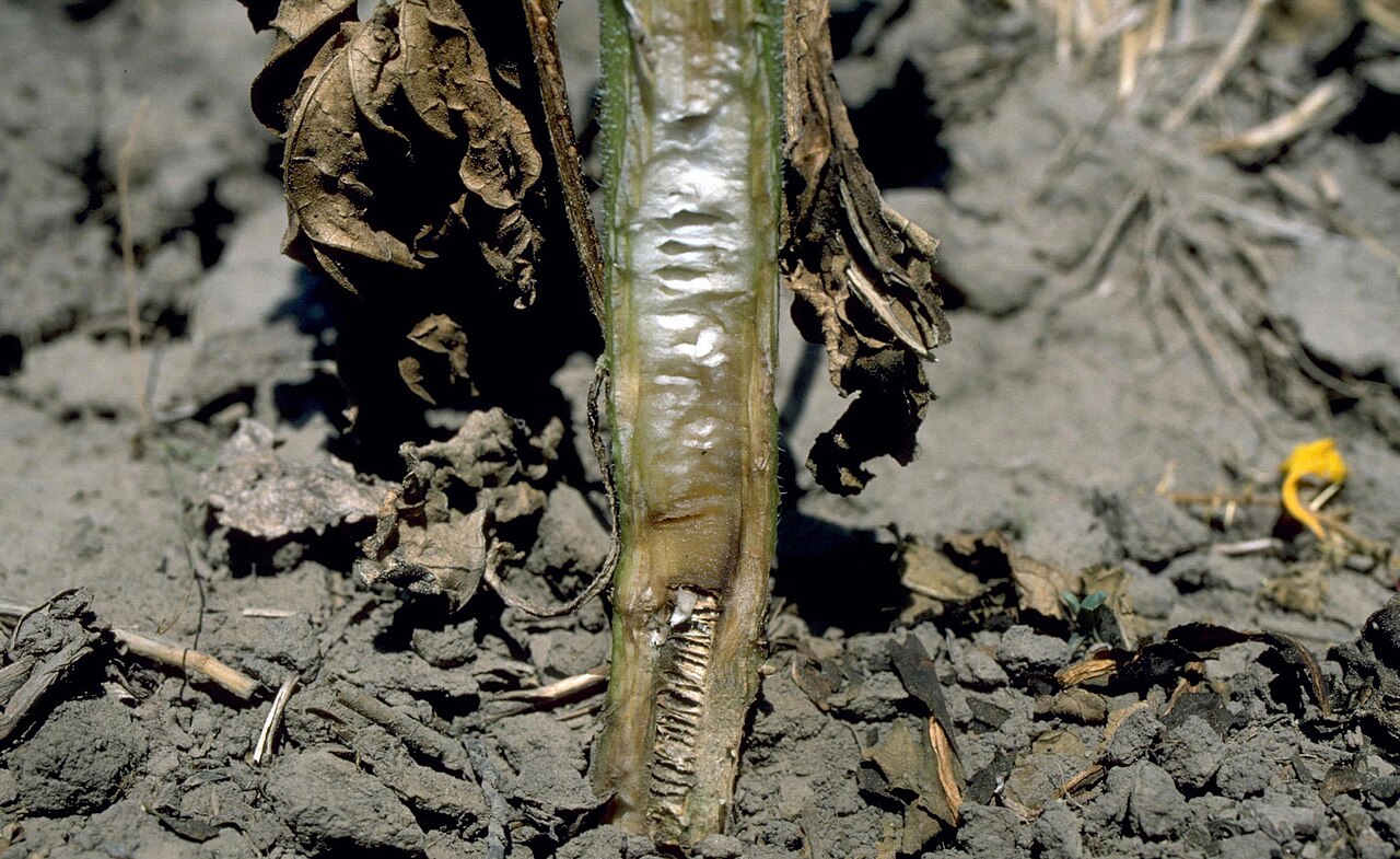 verticilliosi dell'olivo — Verticillium dahliae