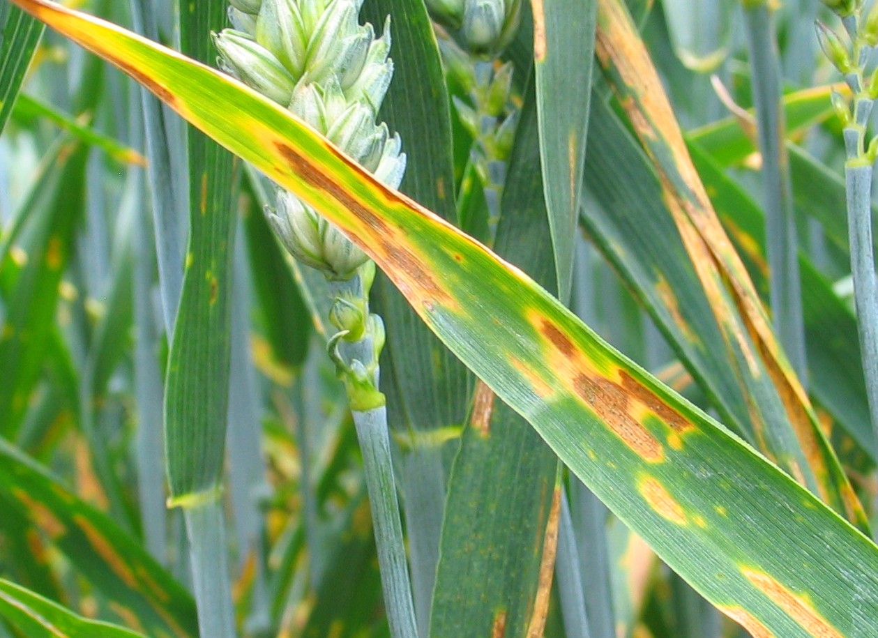 Septoria-Blattdürre — Zymoseptoria tritici
